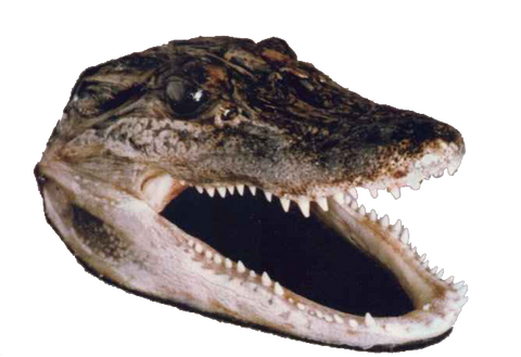 Gator Head - Farm raised - small