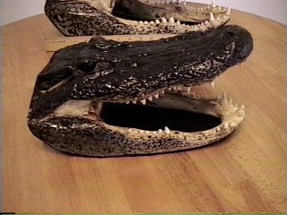 Real 7 Foot Wild Louisiana Alligator Head Taxidermy Decor - Handmade, Mixed Media