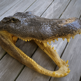 WH-07 20.5"Taxidermy  Head from a 12' LA.Wild Harvested Alligator